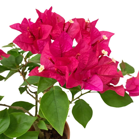 Mini Bougainvillea Glabra 小型叶子花 (Paper Flower)
