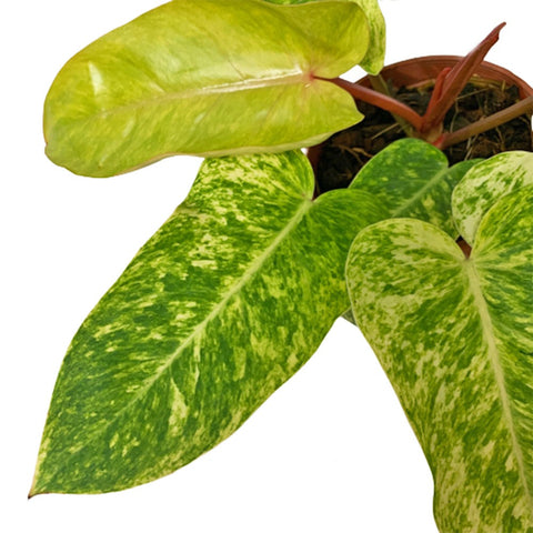 Philodendron Painted Lady