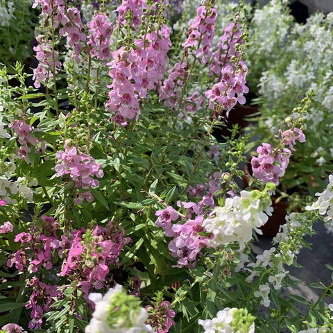 Angelonia Angustifolia (Summer Snapdragon)