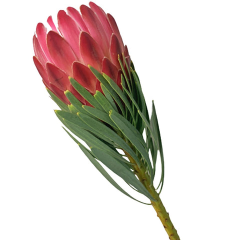 FreshCut Protea