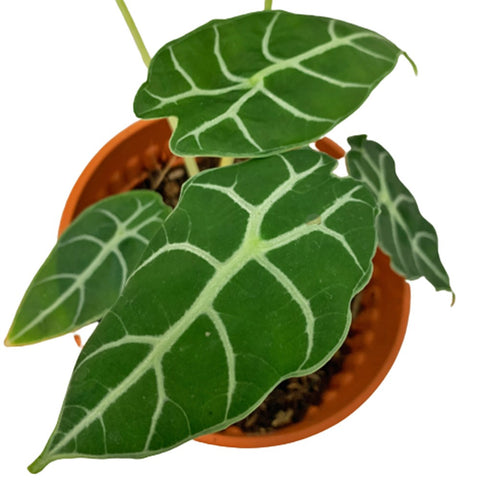 Alocasia Watsoniana 'Ripple'