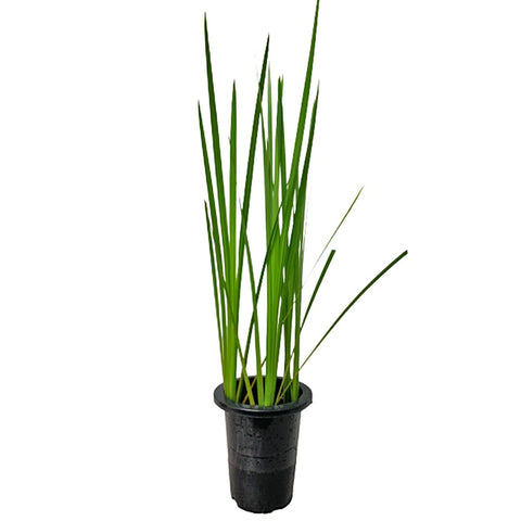 Iris Pseudacorus (Aquatic Plant)