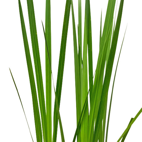 Iris Pseudacorus (Aquatic Plant)