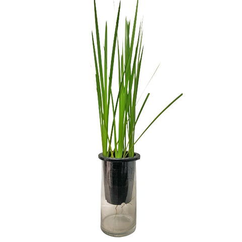 Iris Pseudacorus (Aquatic Plant)