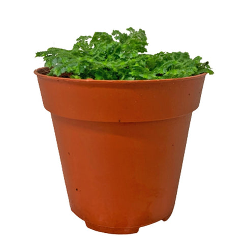 Selaginella Jori