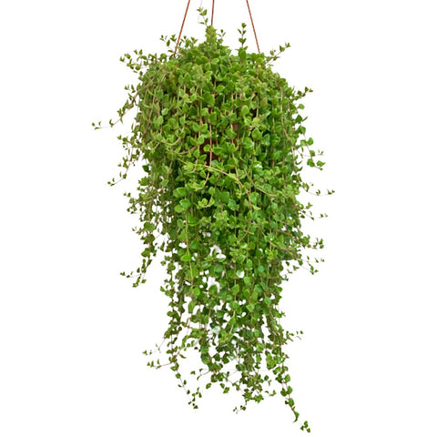 Plectranthus Prostratus Gürke (Pillow Plant)