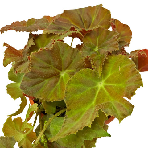 Rex Begonia