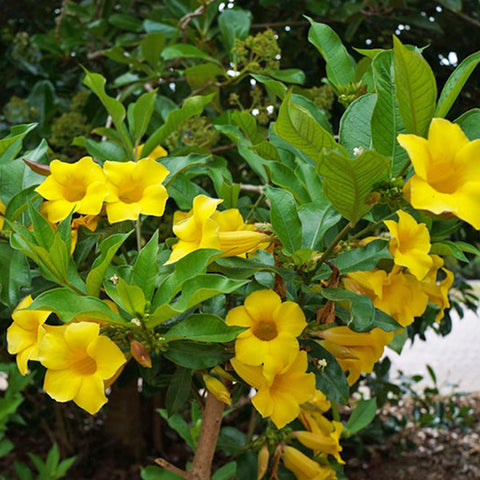 Allamanda