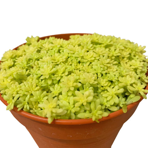 Sedum Mexicanum (Stonecrop)