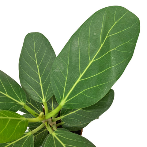 Ficus Benghalensis (Indian Banyan)