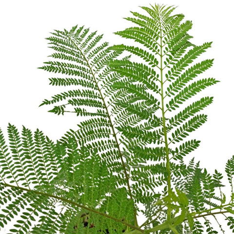 Jacaranda Mimosifolia