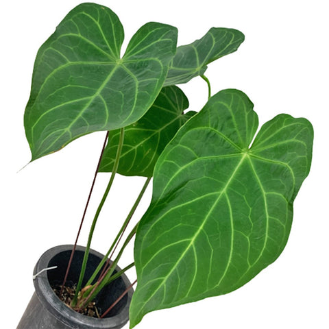Anthurium Magnificum