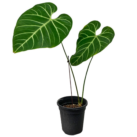 Anthurium Regale