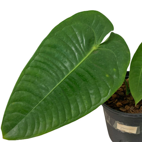 Anthurium Veitchii