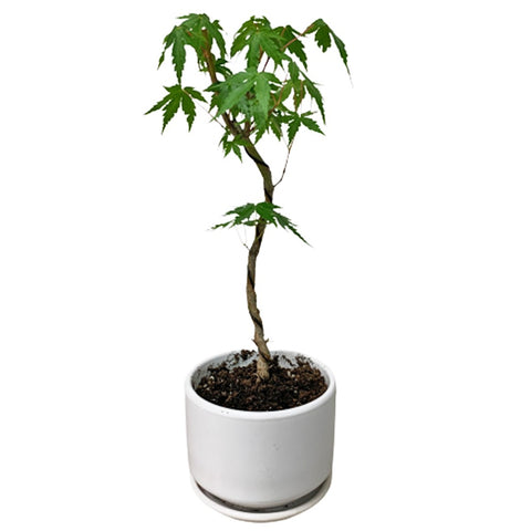 Japanese Maple (Acer Palmatum)