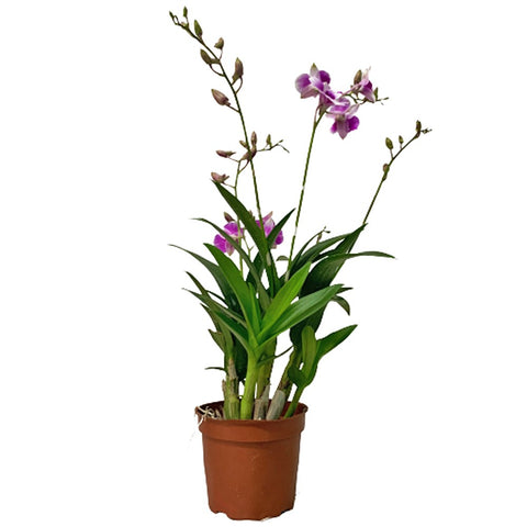 Mini Dendrobium orchid