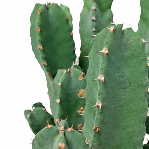 Euphorbia Resinifera