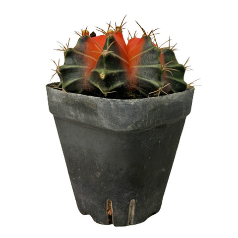 Gymnocalycium Mihanovichii Variegata