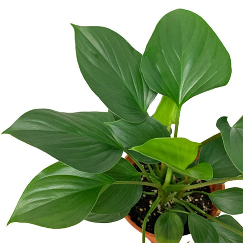 Homalomena Green Gem