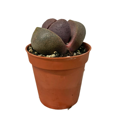 Lithops (Living Stone)