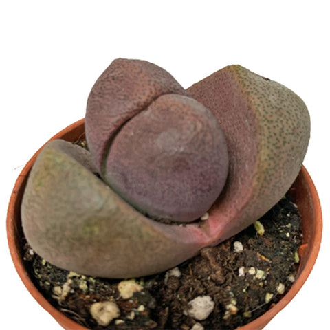 Lithops (Living Stone)