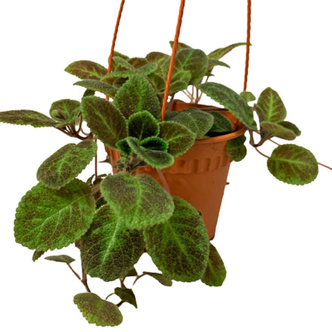 Episcia Cupreta 'Xantha' (Flame Violet)