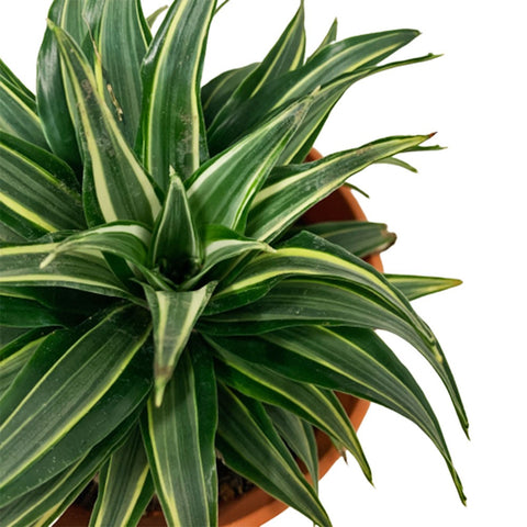 Dracaena Fragrance 'Compacta' Variegated