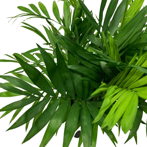 Parlor Palm (Chamaedorea)