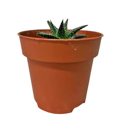 Aloe 'Mini Belle'