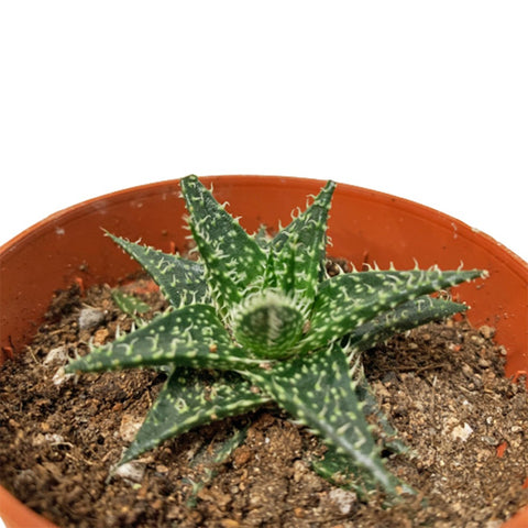 Aloe 'Mini Belle'
