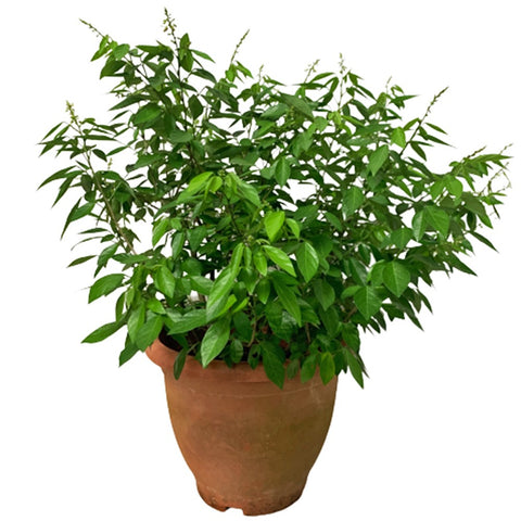 Desmodium Caudatum (Buak Chao 抹草 Pokok Buak Pantang)