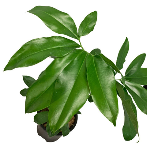 Philodendron Goeldii Fun Bun