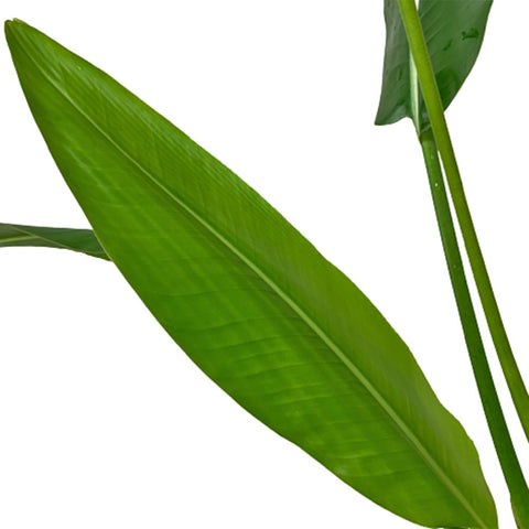 Ravenala Madagascariensis (Traveller's Palm)