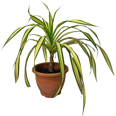Pandanus Baptistii