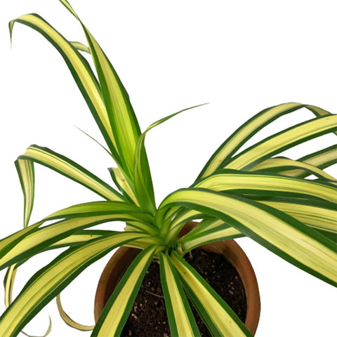 Pandanus Baptistii