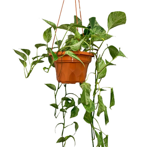 Epipremnum Marble Queen (Money Plant)