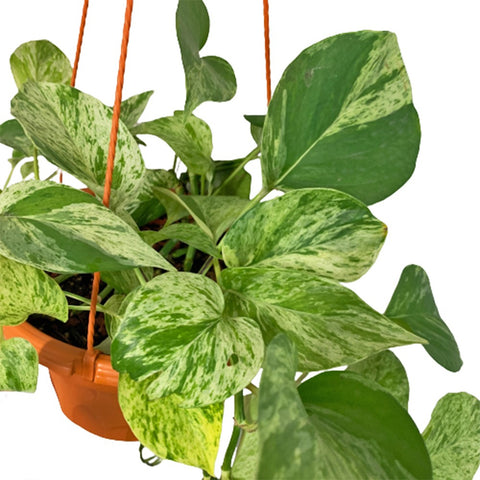 Epipremnum Marble Queen (Money Plant)