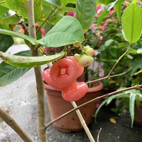 Wax Jambu - Grafted (Syzygium Samarangense)