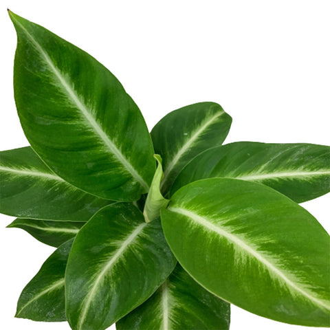 Dieffenbachia Sterling (Dumbcane)