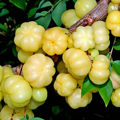 Star Gooseberry 余甘子 (Phyllanthus Acidus)