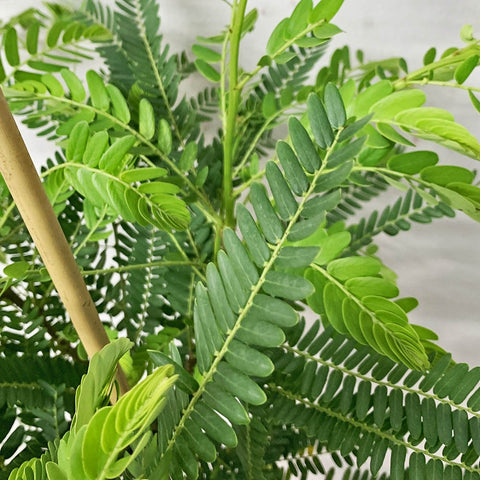 Amla 印度醋栗 (Phyllanthus Emblica)