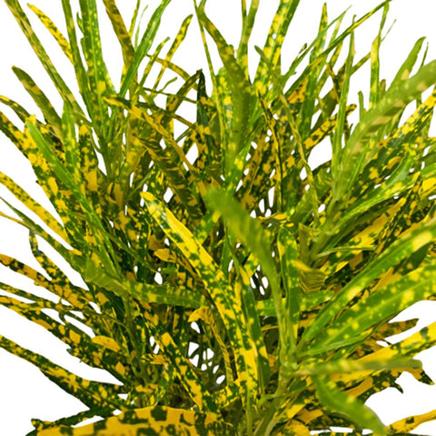 Croton Dust Gold (Codiaeum Variegatum)