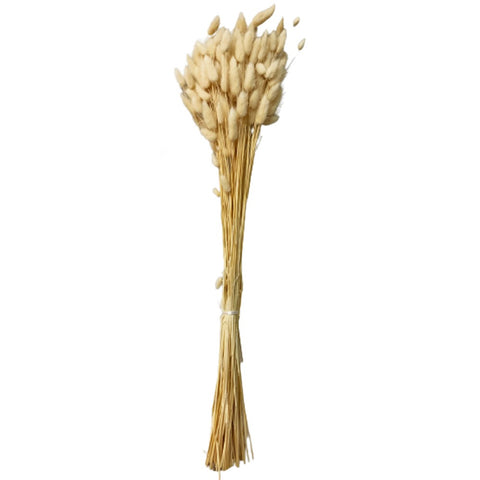 Dried Phalaris