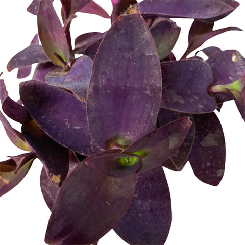 Tradescantia Pallida (Wandering Jew)
