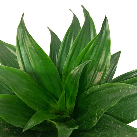 Dracaena Compacta
