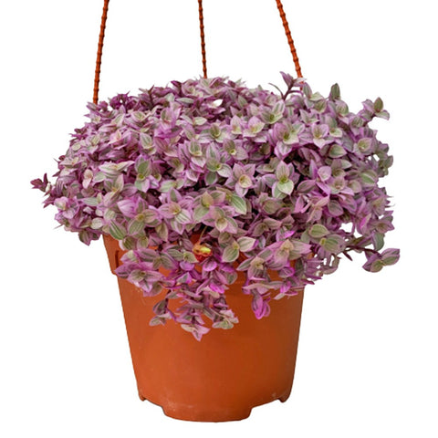 Callisia Rosato 'Pink Lady'