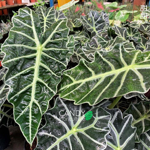Alocasia Amazonica