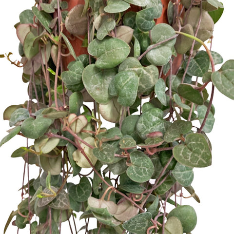 String of Hearts (Ceropegia Woodii)