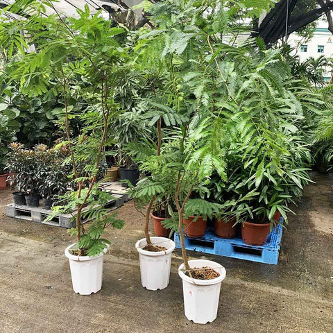 Everfresh Tree エバーフレッシュ (Pithecellobium Confertum) JAPAN