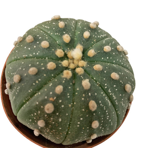 Sand Dollar Cactus (Astrophytum Asterias)